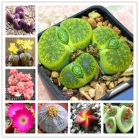 200 pc Seeds Mix Rare Living Stones Mix Lithops bonsai fiore in fiore di cactus Succulente Organic Bonsai Garden Bulk bonsai Per la casa Giardino