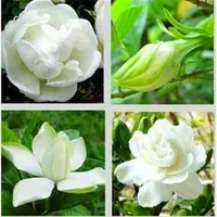 100 st Bonsai Gardenia (Cape Jasmine) -Diy hemträdgård krukväxter, fantastiska lukt vackra blommor för rum