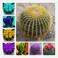 40pcs / Çanta Tohumlar Sulu Cactus Bonsai, Astrophytum Karışık Organik Güzellik Mini Lithops Bitki Bonsai Diy Ev Bahçe