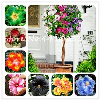 Sale! 100 Pcs Multi-Color Hibiscus Bonsai Indoor Beautiful Rosa-Sinensis Bonsai Perennial Flower Outdoor Tree Potted Garden plant seeds