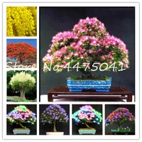 2020 New 50 Pcs Rainbow Albizzia Acacia Flower Bonsai plant seeds, Balcony Indoor Outdoor Tree Albizzia Flower Potted Plants For Home Garden
