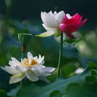 10 Stücke Schüssel Lotus Blume Pflanzen Lotus Samen Pflanze Bonsai Lotus Samen Bringen Sie Ihnen bei, wie man Hausgarten Freies Verschiffen pflanzt