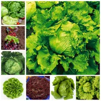 100 stks / tas Italiaanse sla Bonsai Goede smaak Eenvoudig te laten groeien Great Salad PotTy Garden Non-GMO biologische plantaardige sla plant