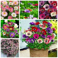 Satış 200 adet Tohumlar Karışık Anemone Bonsai Düğün Ev Dekorasyonu Buket Nadir Çiçek Bitki Saksı Hediye İçin Ev Bahçe Çiçek Dikim