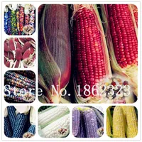 Suministros de jardín Arco iris Dulce de maíz Bonsai Vegetal Furit Organic Fácil de verduras de alta calidad de la planta de alta calidad para el hogar Jardín-10 PCS