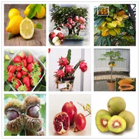 Heißer Verkauf Obst Samen alle Arten Blumen Topf bonsai Zitrone kiwi Litschi cashew Traube Blaubeere Banane Hami Melone Wassermelone