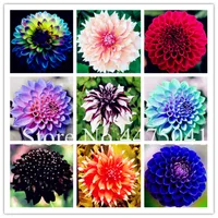 En iyi satış! 100Pcs / Lot Çok Renkli Dahlia Bonsai bitki tohumları Güzel Çok yıllık Dahlia Çiçek Süs Bitkileri Diy Ev Bahçe Doğal