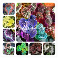 200 Stück Coleus Blume Bonsai Pflanzensamen Japan Regenbogen Perennial Innen Schöne Laub Garten Hof Balkon Terrasse Zierpflanze