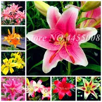 200 pcs Sementes Perfume Lily Plants Flor Bonsai jardim florescer Suprimentos Pots Planters Interiores Outdoor Decor Flore fácil de crescer
