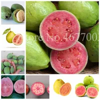 50 шт. Семена Bonsai Guava Psidium Guajava Открытый фруктовый дерево многолетние тропики горшечные растения для дома мини-сад цветочный горшок для посадки