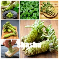 100 Adet Japanes Wasabi Tohumları, japon Horseradish Tohum Sebze Tohumları Bonsai Ev Bahçe için, Büyümek kolay, Tomurcuklanan Oranı 97%