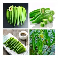 Varmförsäljning! 50 st importerade Okra växt Organiska Heirloom Vegetabilisk Frukt Utomhus Bonsai Blomma Planta För Hem Garden Pot Decor