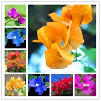 Verkauf ! Bougainvillea spectabilis Willd Bonsais Bonsai Blütenpflanzen 100pcs (san jiao mei) für Hausgarten