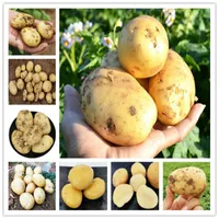 ¡Gran venta! Planta Bonsai Macetas con flores de regalo 200 PC semillas amarillas Plantas de patata vegetal Bonsái para jardín