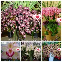 200pcs semillas de plantas bonsái exóticas Cymbidium Flore, Rainbow Chinese Cymbidium Flor de la orquídea, cubierta Bonsai en maceta de flores Orquideas Plantas de la cigarra