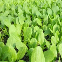 100 / bag Pak Choi Bok Choy Bonsai Chinakohl Gemüsepflanzen Bio-Gemüse für den Hausgarten Pflanzen