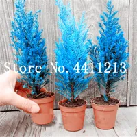 100 pcs Blue Cypress Trees Bonsai plant seeds Platycladus Orientalis Oriental Arborvitae plants Conifer plants DIY Home Garden Plants Bonsai