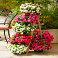 Importowany 100 sztuk Mieszany Periwinkle Bonsai Kwiat Vinca Cover House Jardin Kwitnący Klorowanie Doniczkowe Mini Ogrodowe Rośliny Łatwe do uprawy