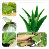 Sale! Semillas de plantas Bonsai 100Pcs verde Aloe Vera comestibles de belleza cosméticos verduras comestibles y plantas frutales Bonsai árbol de hierbas para jardín