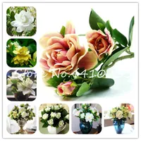200 sztuk / partia Gardenia Bonsai Rośliny Nasiona Rośliny Kwiatowe Kryty Kwiatowe Rośliny Cape Jasmine Sementes * Piękny domowy ogród doniczkowy kwiaty łatwe rosną