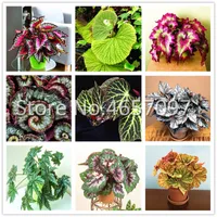 300 pezzi Bonsai Bonsai Begonia piante da fiori semi, cortile balcone coleus fiore in vaso, varietà completa, il tasso di erba 97%