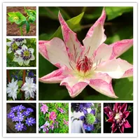 Hot Sale Seeds!100pcs True mixed colors Clematis Decor planters Flower Bonsai plants for garden balcony decoration