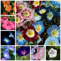 100 Pcs/ Bag Seeds Rare Mixed Star Petunia Bonsai Garden & Patio Potted Plant Outdoor Morning Glory Flowers Petuniya for Flower Pot