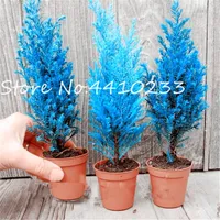 Best-venda de 100 Pcs Blue Cypress Bonsai sementes da planta árvore tuia-da-china Orientalis Oriental Arborvitae Bonsais Conifer Bonsais Diy Início Jardim