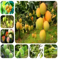 البذور المستوردة 1pcs 100 ٪ نبات المانجو الحقيقي لذيذ جدا ... ... الفاكهة الخضراء bonsai سهلة النمو ...