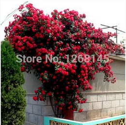 50pcs/1 pack red Climbing Rose Seeds Polyantha Rose Seeds bonsai seeds DIY home garden free shipping A002