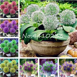 2020 Hot 100 Pcs Bonsai Giant Allium Giganteum Rare Color Perennial Flower Ornamental Bonsai Garden Plant The Budding Rate 97%