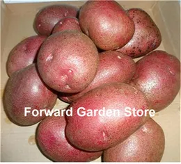 Taze 50 ADET Tohumları Patates Bonsai Yüksek Beslenme Yeşil-GMO Sebze Meyve Ev Yemek Bitki Bahçe Malzemeleri Doğal Büyüme Çeşitli Renkler Aerobik Saksı