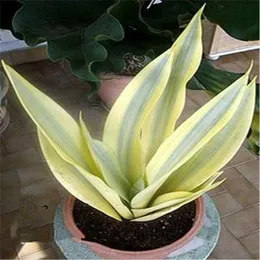 100pcs Sansevieria Variety of Colors New Arrival Natural Growth Fragrance Garden Home Decor Fruit Flower Plant Aerobic Potted Garden Decorations