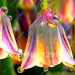 100 stücke Orchidee auffällige Blumensamen für Terrasse Rasen Gartenbedarf Dekorative Landschaftsgestaltung Bonsai-Anlagen Alle für eine Sommerwohnung Naturwachstum Vielfalt der Farben