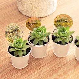 600PCS 2" White Mini Pails Succulent Plant Bucket Baby Shower Wedding Favors Tin Bucket Kids Birthday Gifts Event Party Supplies