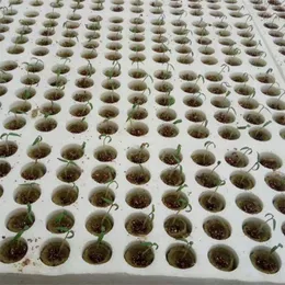 Planterar krukor 20st Cylinder Rockwool Plant Hydroponic Growic Media Soilless Cultivation Komprimera bas för trädgårdsgrönhus