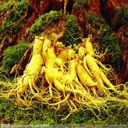 100 Pcs seeds Ginseng Garden Supplies All for a summer residence Organic Non-GMO Delicious Tasty Decorative Landscaping Aerobic Potted Radiation Potted