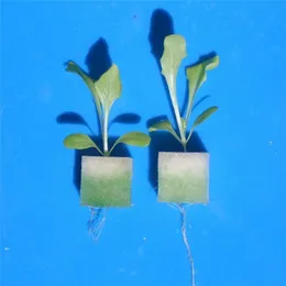 Planters & Pots 100 Slots Square Germination Sponges Soilless Hydroponics Plant Seedling Pot Container Garden Nursery Colonization