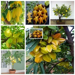 100pcs Carambola Bonsai Star Fruit Tree Shrub Edible Starfruit Flower Seeds Patio Lawn Garden Supplies Bonsai Plants Delicious Tasty Fast Growing Planting Season
