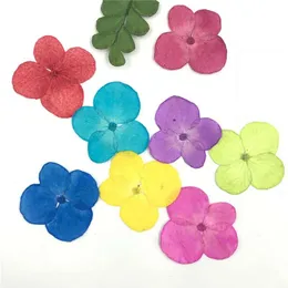 Flores decorativas grinaldas 12 PCs por bolsa 1,5-2cm Hidrangea Specimens secas para material artesanal DIY 1 lote/120pcs