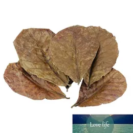 Grade A Natural Terminalia Catappa Foetida Leave Island Almond Leaf Crystal Räka Rengöring / Behandling Vattenkvalitet 10 st