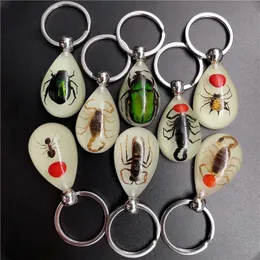 New Luminous Artificial Insect Keychain Real Insect Resin Specimen Key Ring Pendant G1019