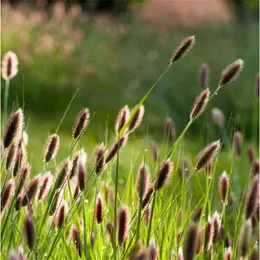 100pcs Rabbit tail grass New Arrival Variety of Colors Garden Decorations Fragrance Garden Home Decor Fruit Flower Plant Natural Growth Aerobic Potted