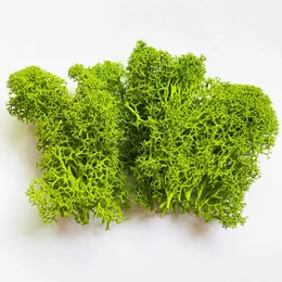 Upgrade Long Lasting Standard Preserved Reindeer Moss for Home and Office Flower Pot Dcor - 50 Gram / Pack 210624