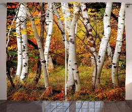 Curtain & Drapes Fall Decor Curtains White Birch Trees With Autumn Leaves Growth Wilderness Ecology Calm View Living Room Window