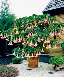 100 Pcs Rainbow Brugmansia Datura Bonsai seeds , Dwarf Brugmansia Angel Bonsai Tree Flower Trumpets, rare Potted Plant For Home Garden