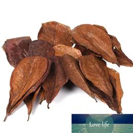 10 pcs natural terminalia catappa folhas aquário decoração peixes tanque limpeza ferramentas de água tratamento de amêndoa peixe fábrica preço de fábrica especialista qualidade mais recente