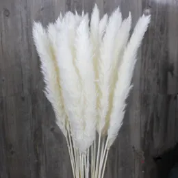 Hot 15x Natural Torked Pampas Grass Reed Hem Bröllop Blomma Bunch Decor 588 V2