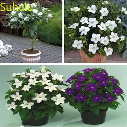 Decorations for Wedding Party or Birthday Gift 10pcs Jasmine Seeds Garden Indoor Flowers Balcony & Courtyard Purifying Air Bonsai Plant