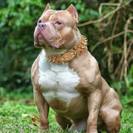 Coleira de cachorro cravejada de 2 larguras, para cães médios e grandes, pitbull, pastor alemão, couro pu, coleiras para animais de estimação, moda legal x0703257a